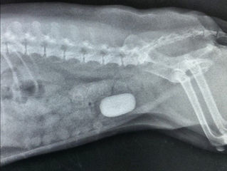 Bladder stones and obstructions