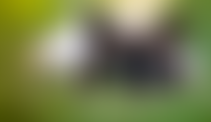 Mobility and Joint Care for Older Pets