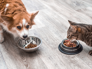 Pet Nutrition for Every Life Stage