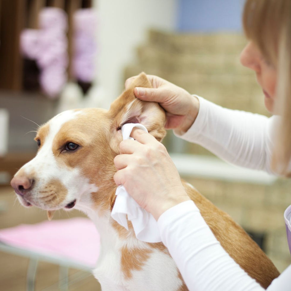 Grooming for Dogs—Ear Cleaning, Anal Glands and Nail Clips