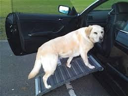 Older dogs and cars