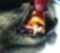 A yellow tint to the skin or gums, as seen here, is called jaundice or icterus.(Photo courtesy: Whole Dog Journal)