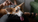 Winter Skin & Coat Care for Pets: Keeping Dogs and Cats Comfortable During the Cooler Months