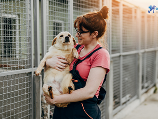Where Do Rescue Pets Come From?