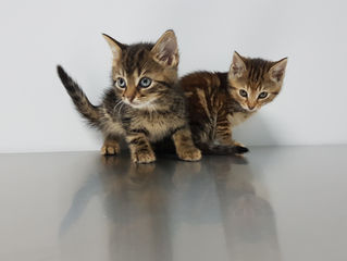 Kittens!