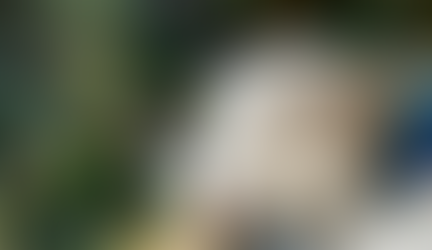 Keeping Pets Safe During Christmas / New Year Get Togethers