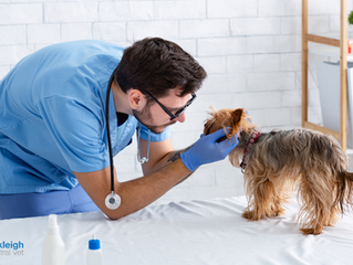 Annual Vet Check-Ups: Why They Matter