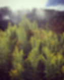 IMG_7807.jpeg