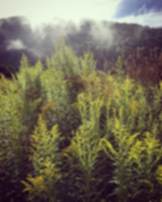 IMG_7807.jpeg