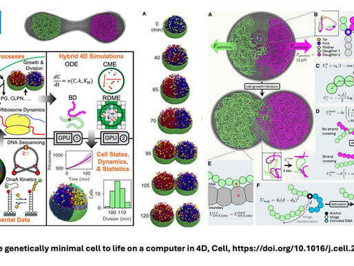Virtual Cell Simulation
