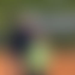 COPA COLSANITAS 2026