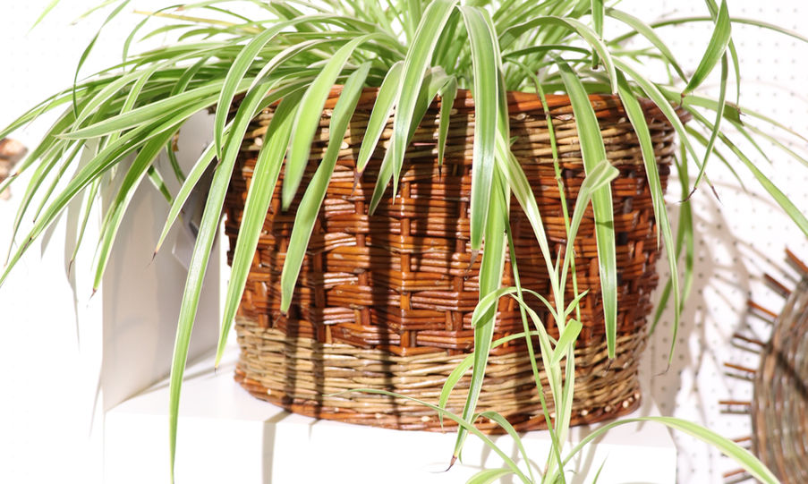 Panier à plante Merryl Humblot