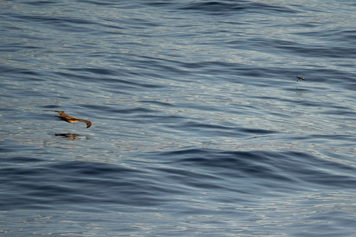 2023.01.11_072803 On the Way to Cocos Island (Brown Booby, Pacific Flyfish).JPG