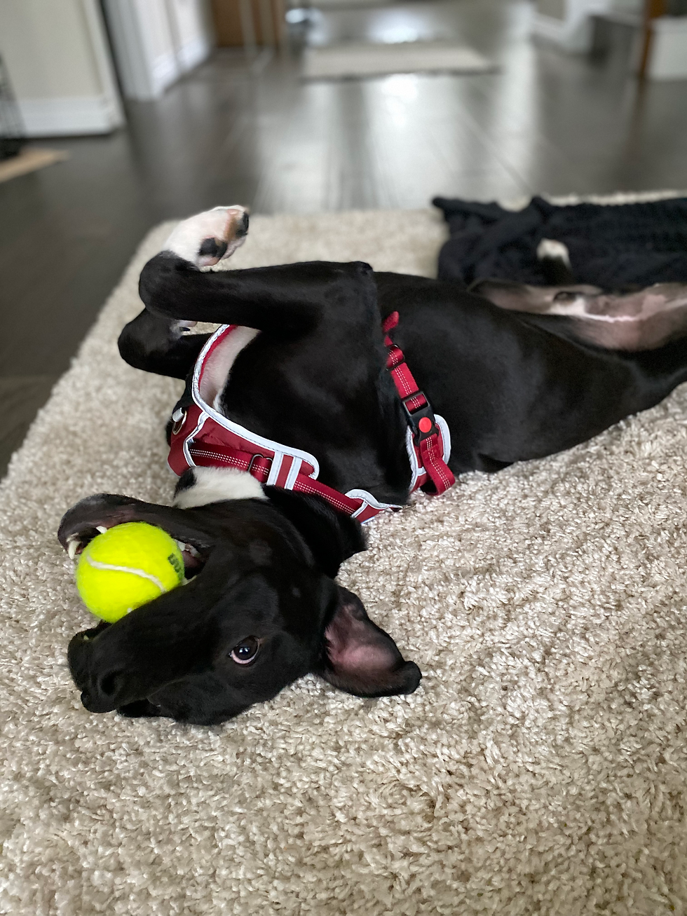 Rescue black lab mix with a tennis ball upside down
