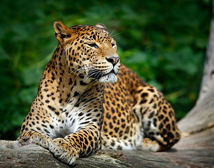 7n srilanka_edited.jpg