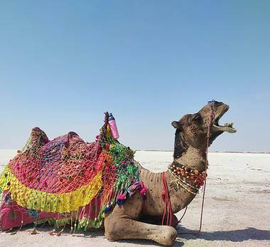 gujarat rann utsav_edited.jpg
