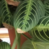 prayer plant brown tip