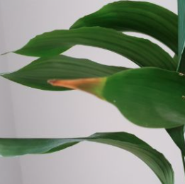 green plant brown tip