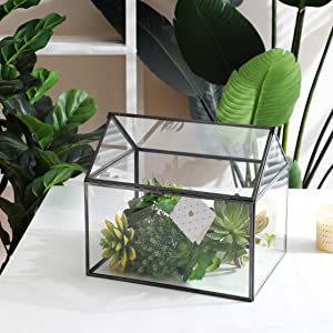 black terrarium