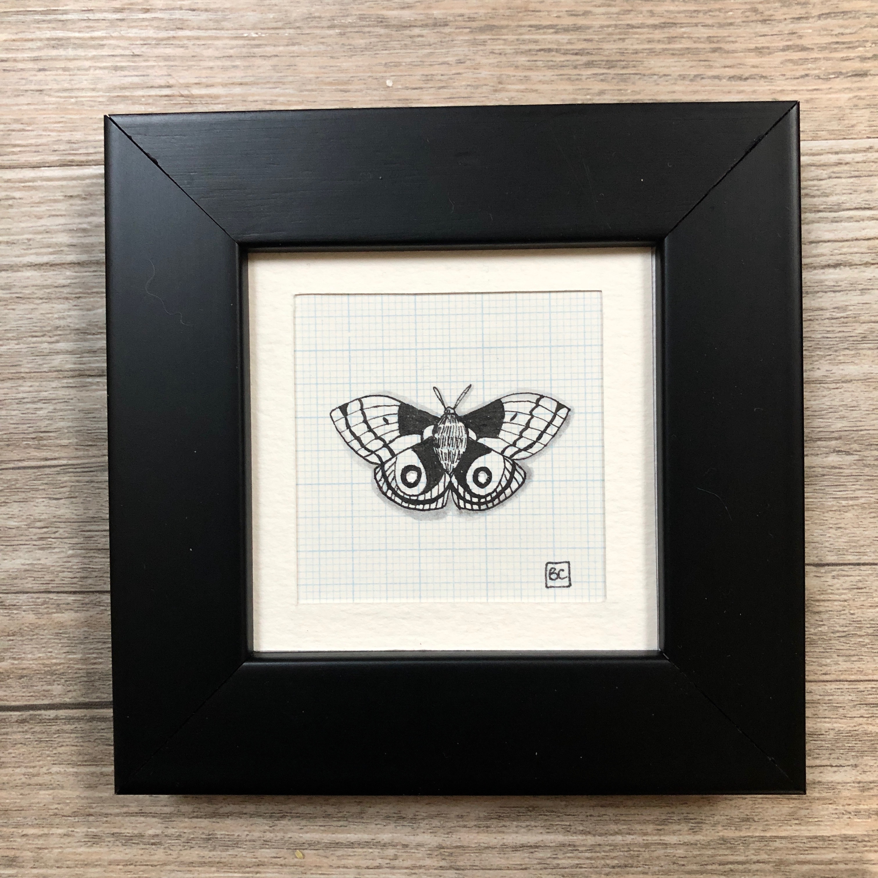 Papillon #5