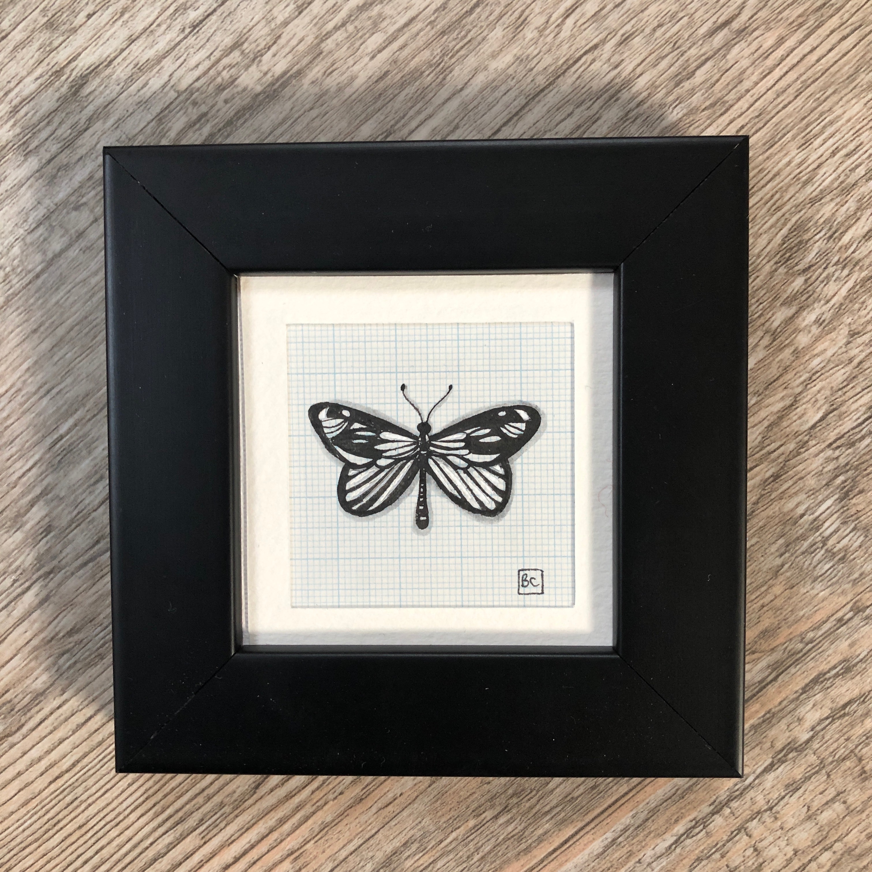 Papillon #10