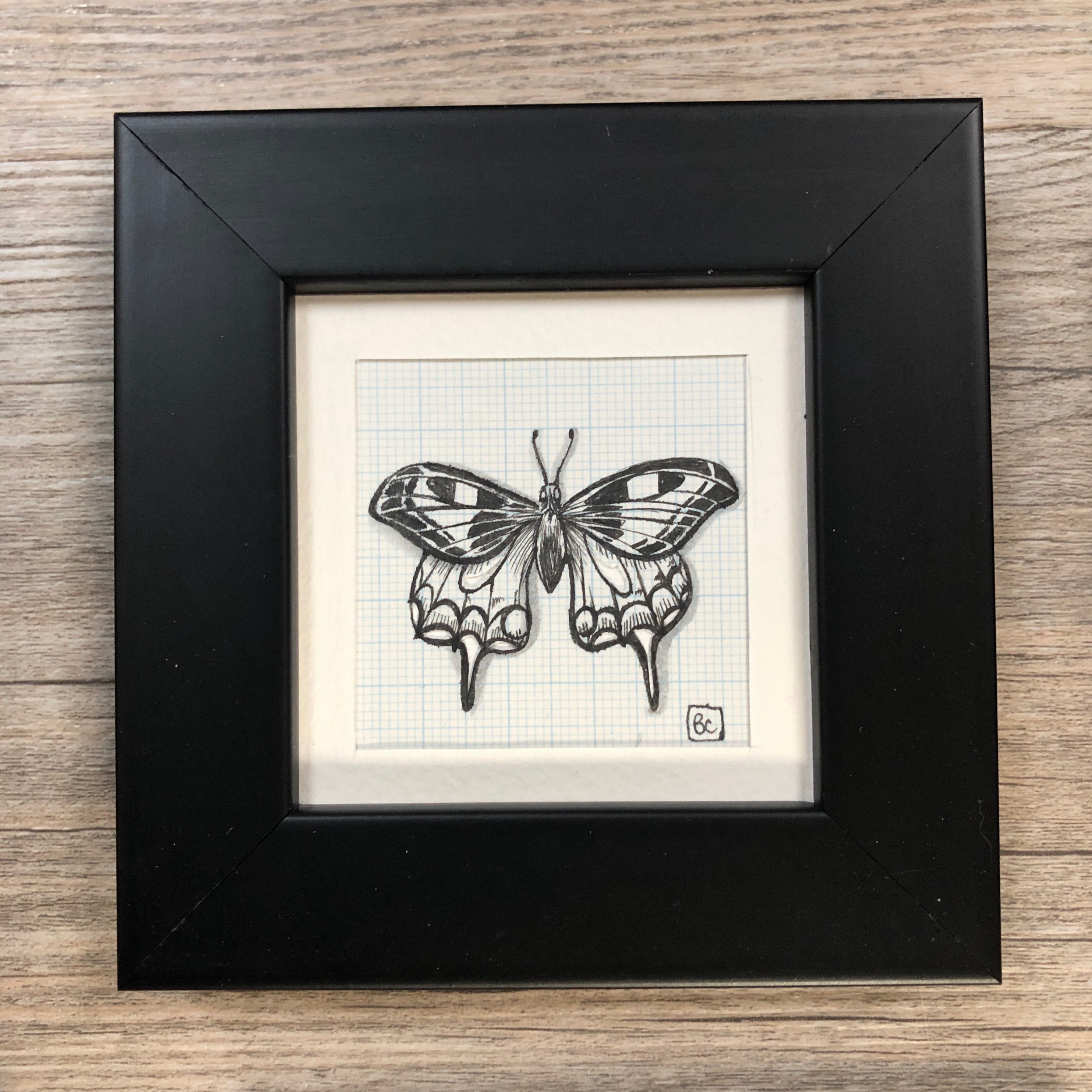 Papillon #3