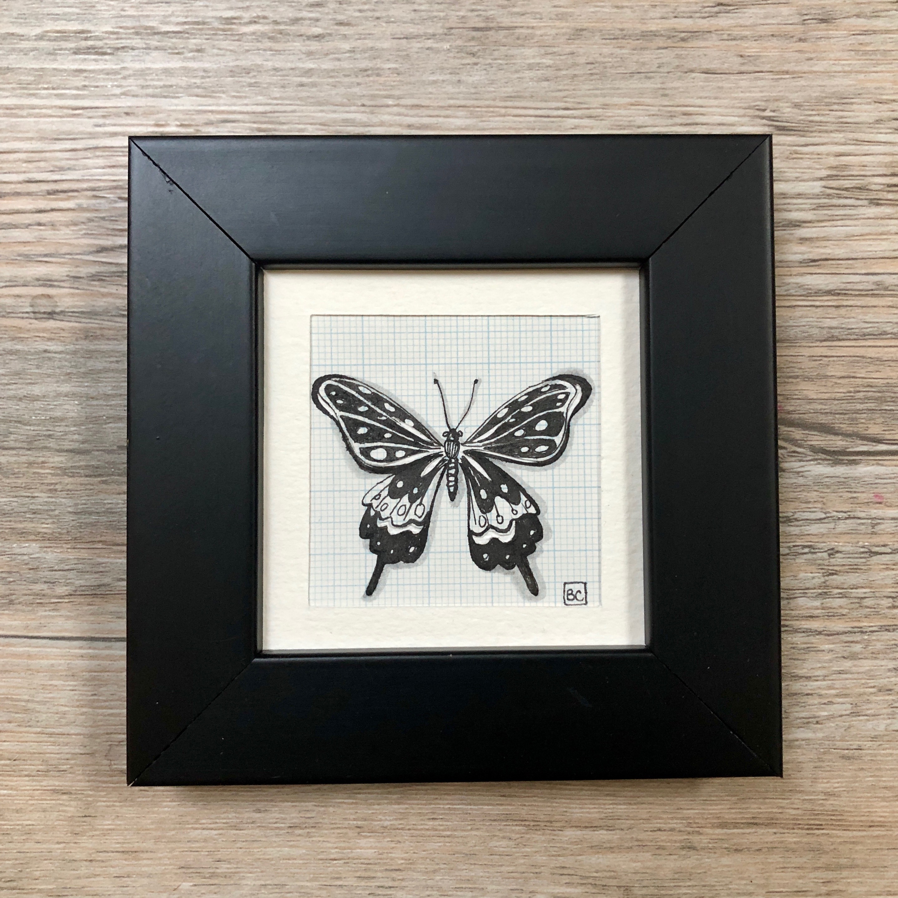 Papillon #14