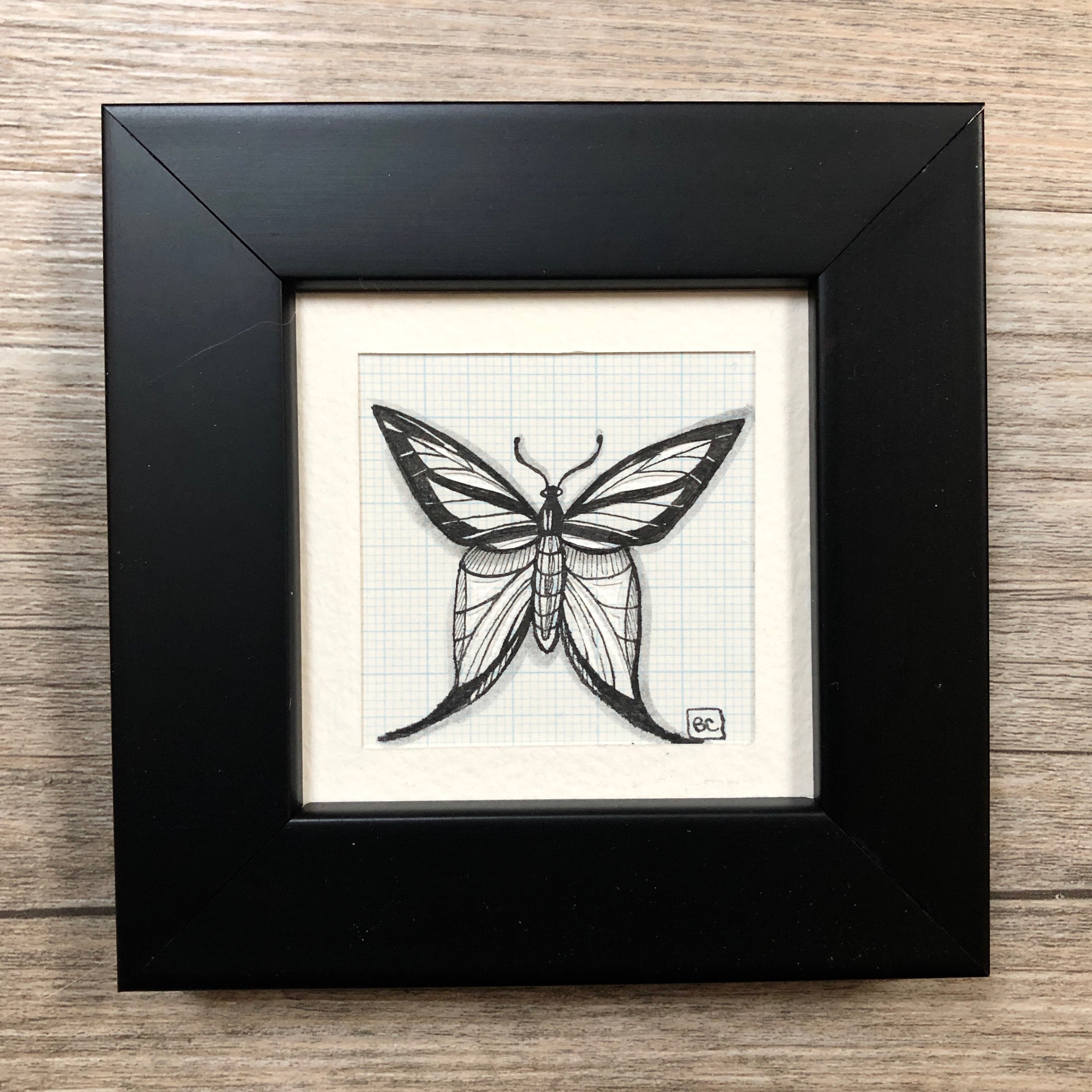 Papillon #6