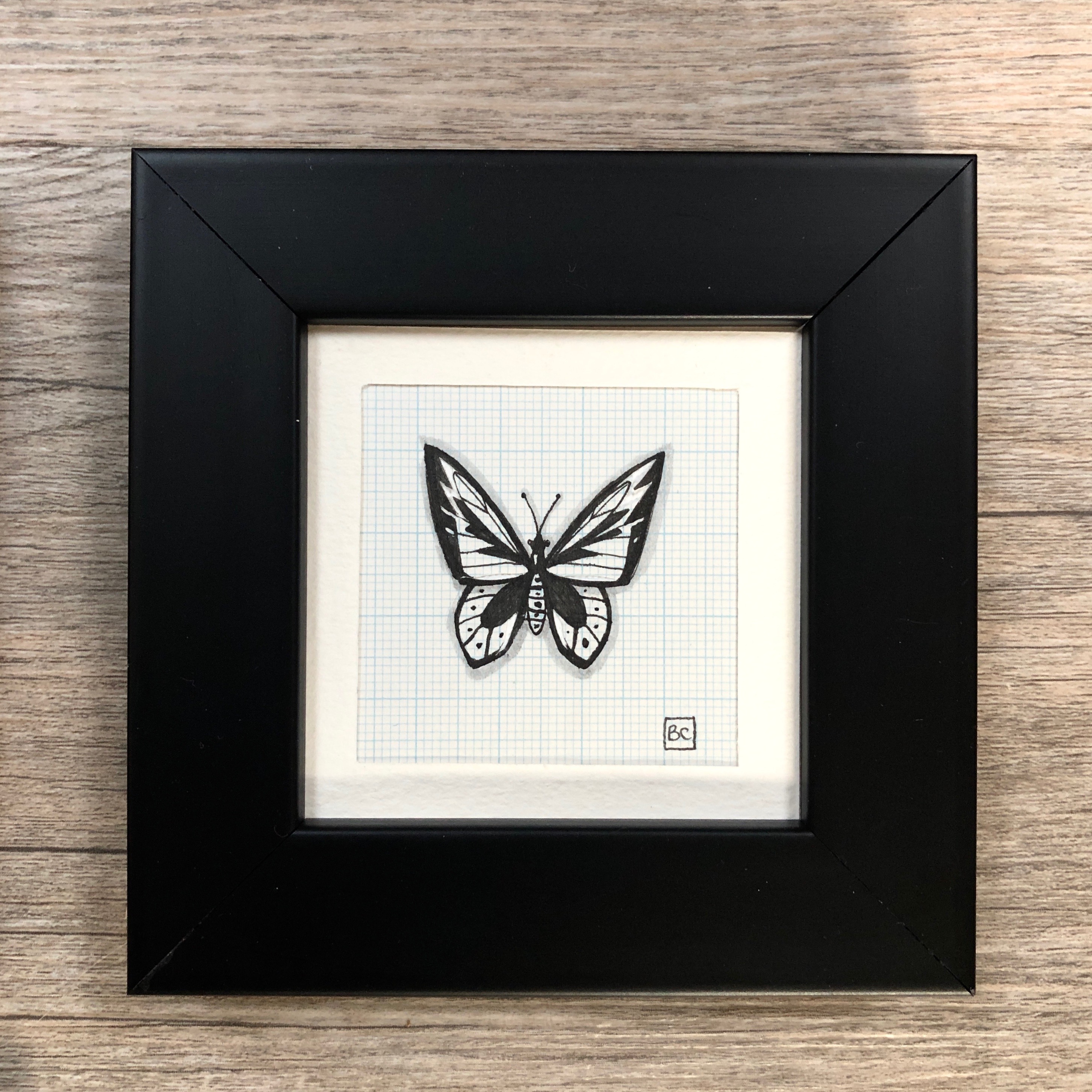 Papillon #4