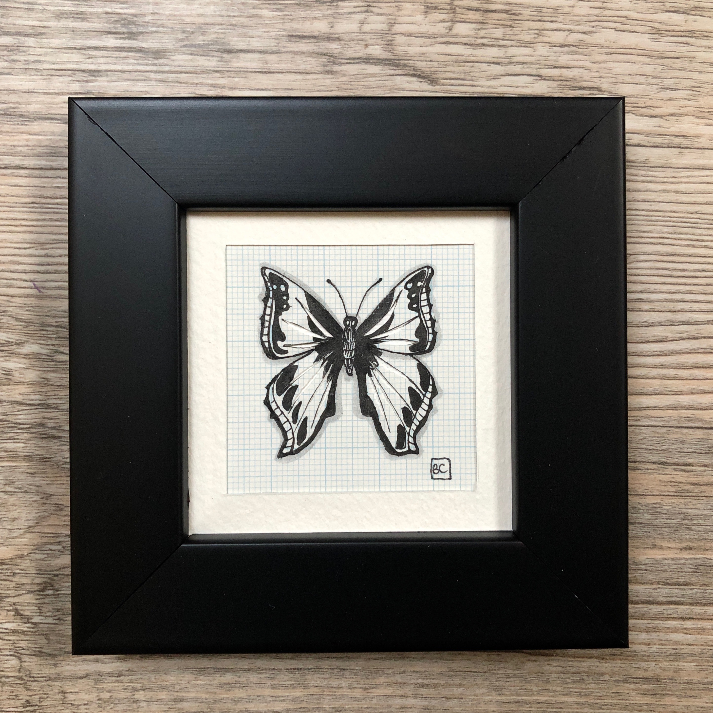 Papillon #11