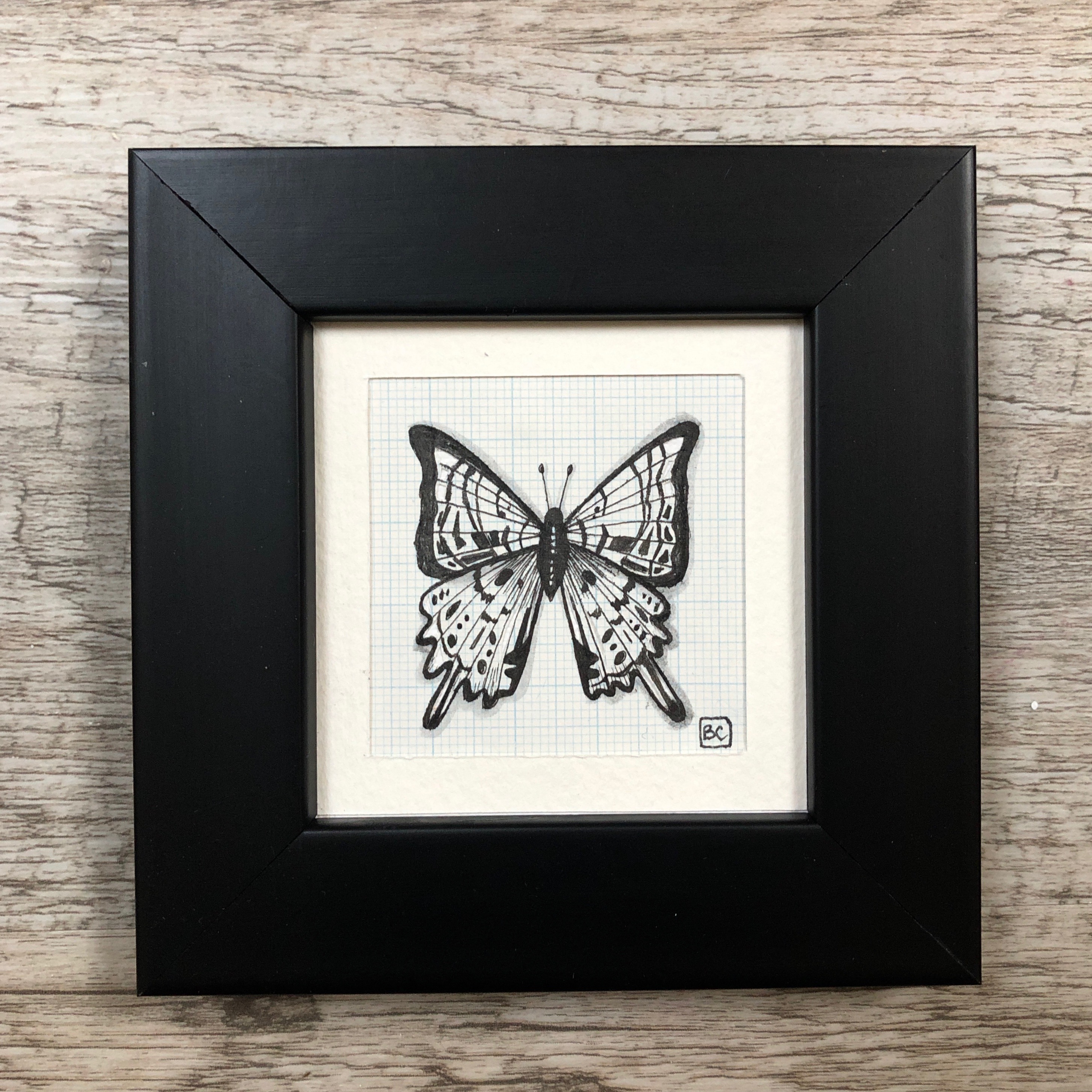 Papillon #15