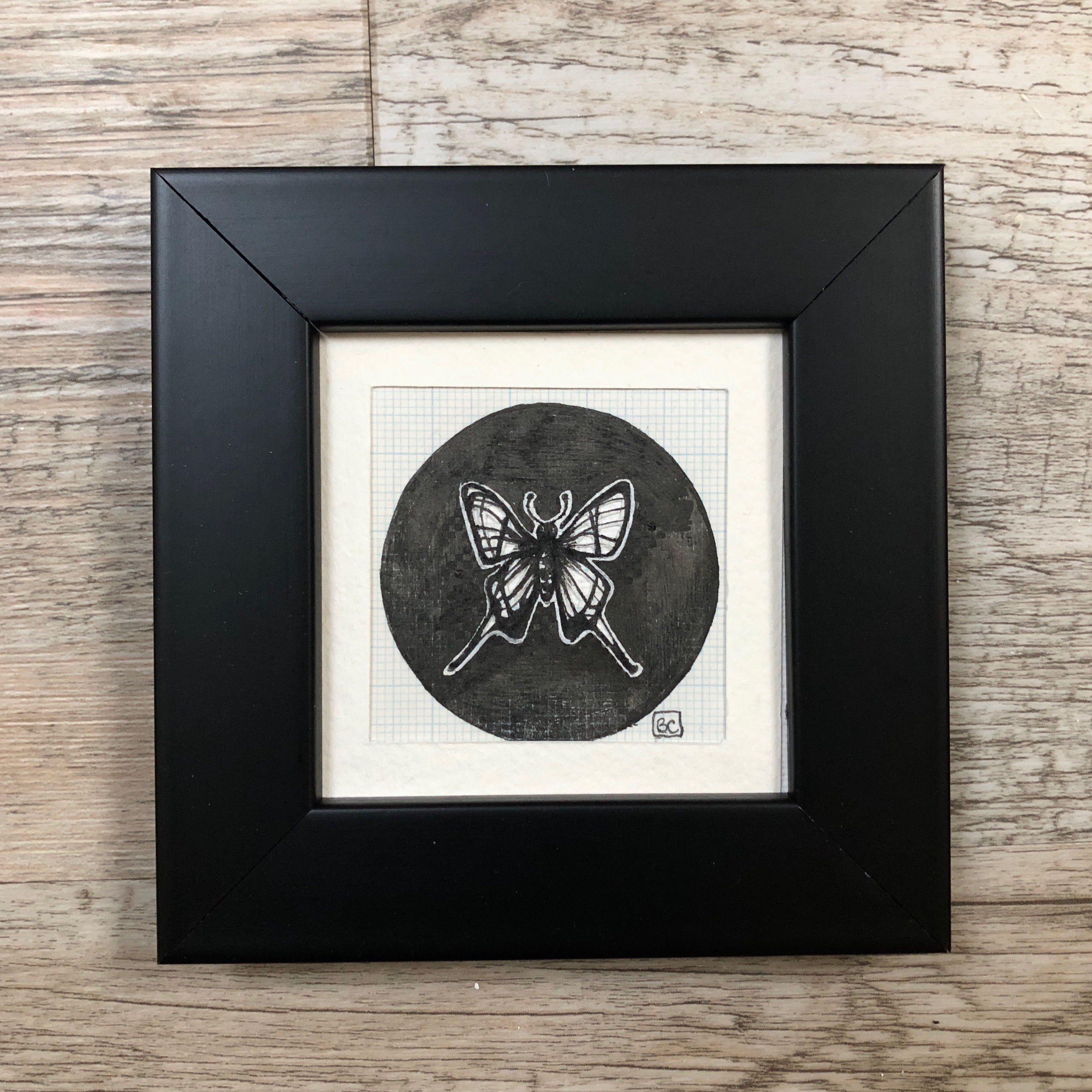Papillon #12