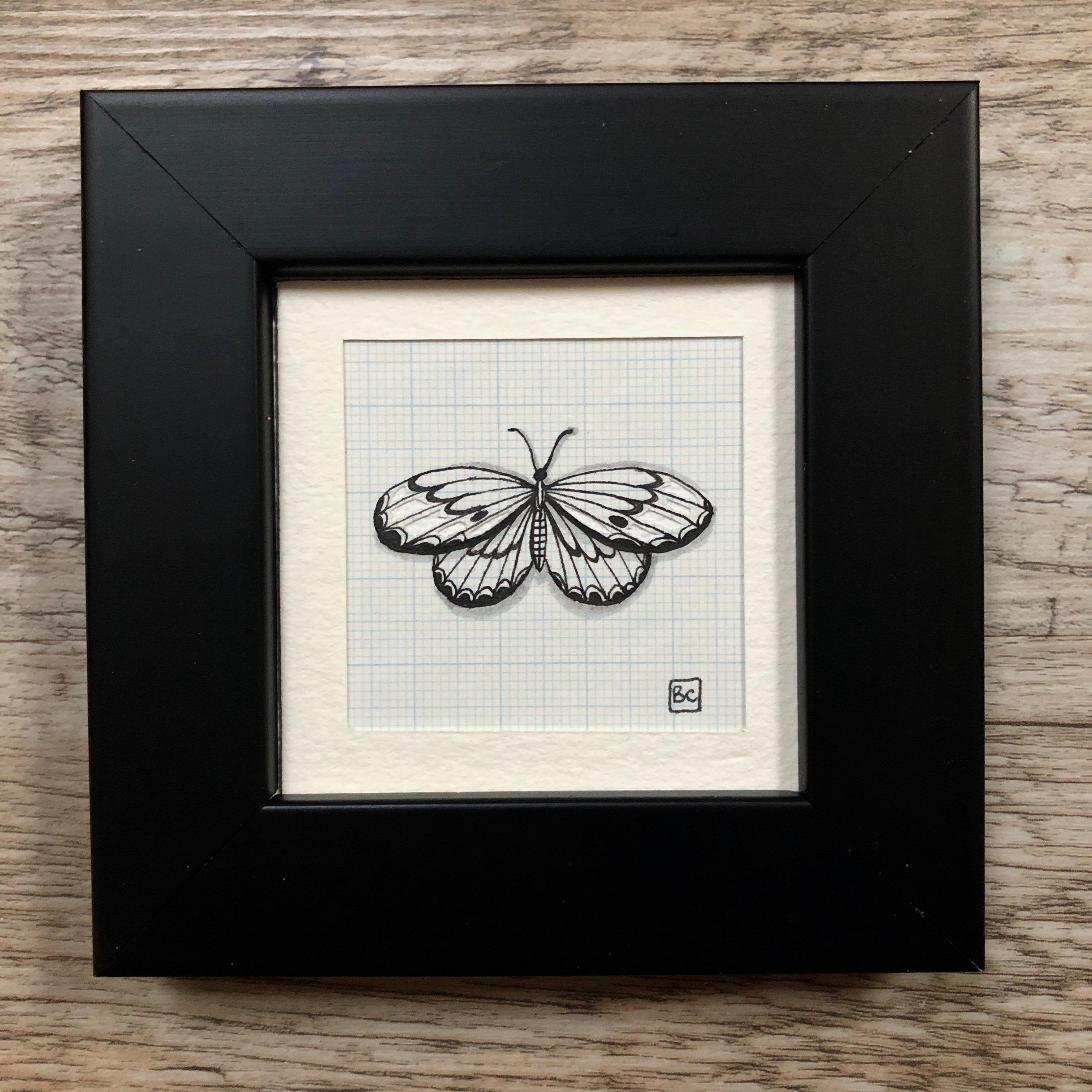 Papillon #1