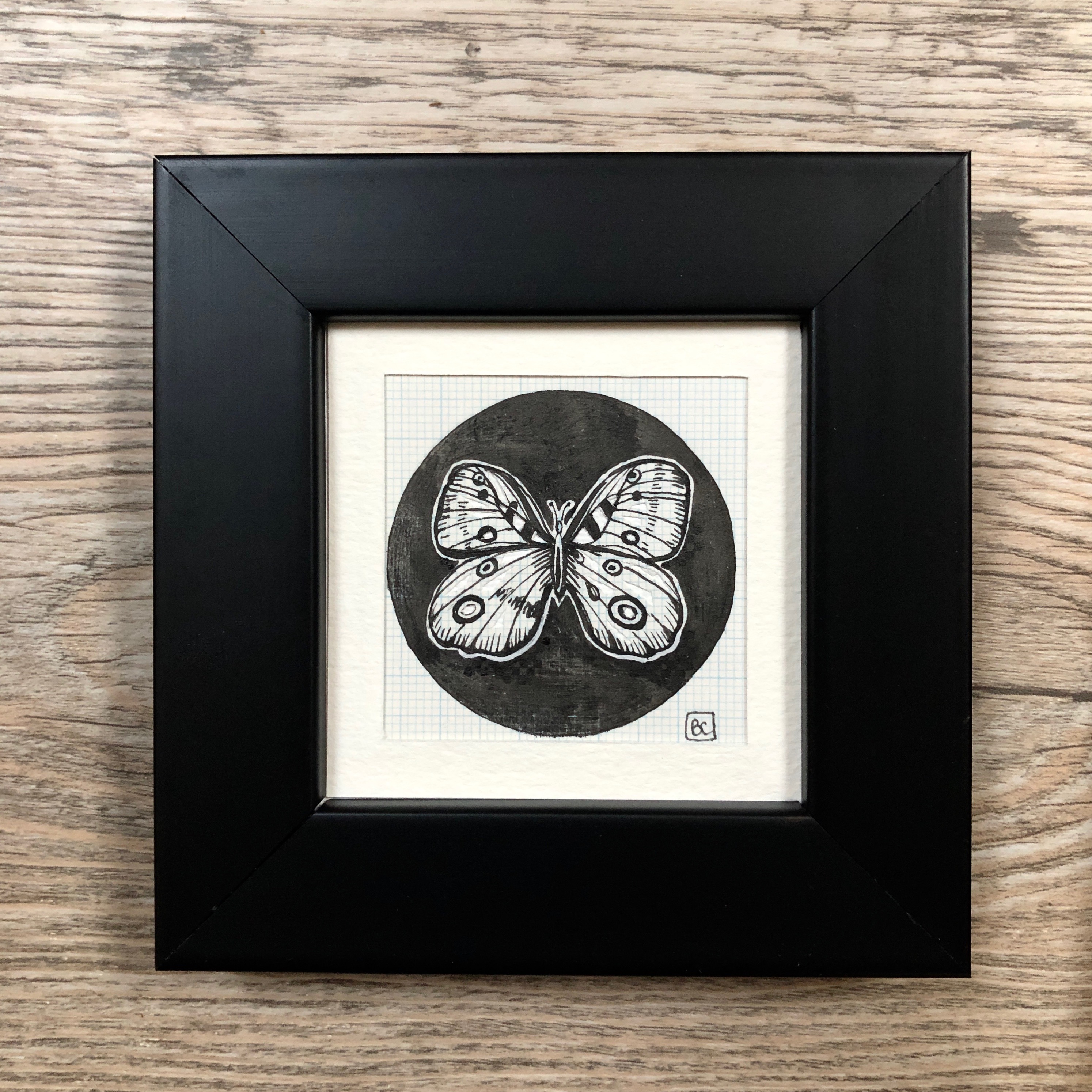 Papillon #7