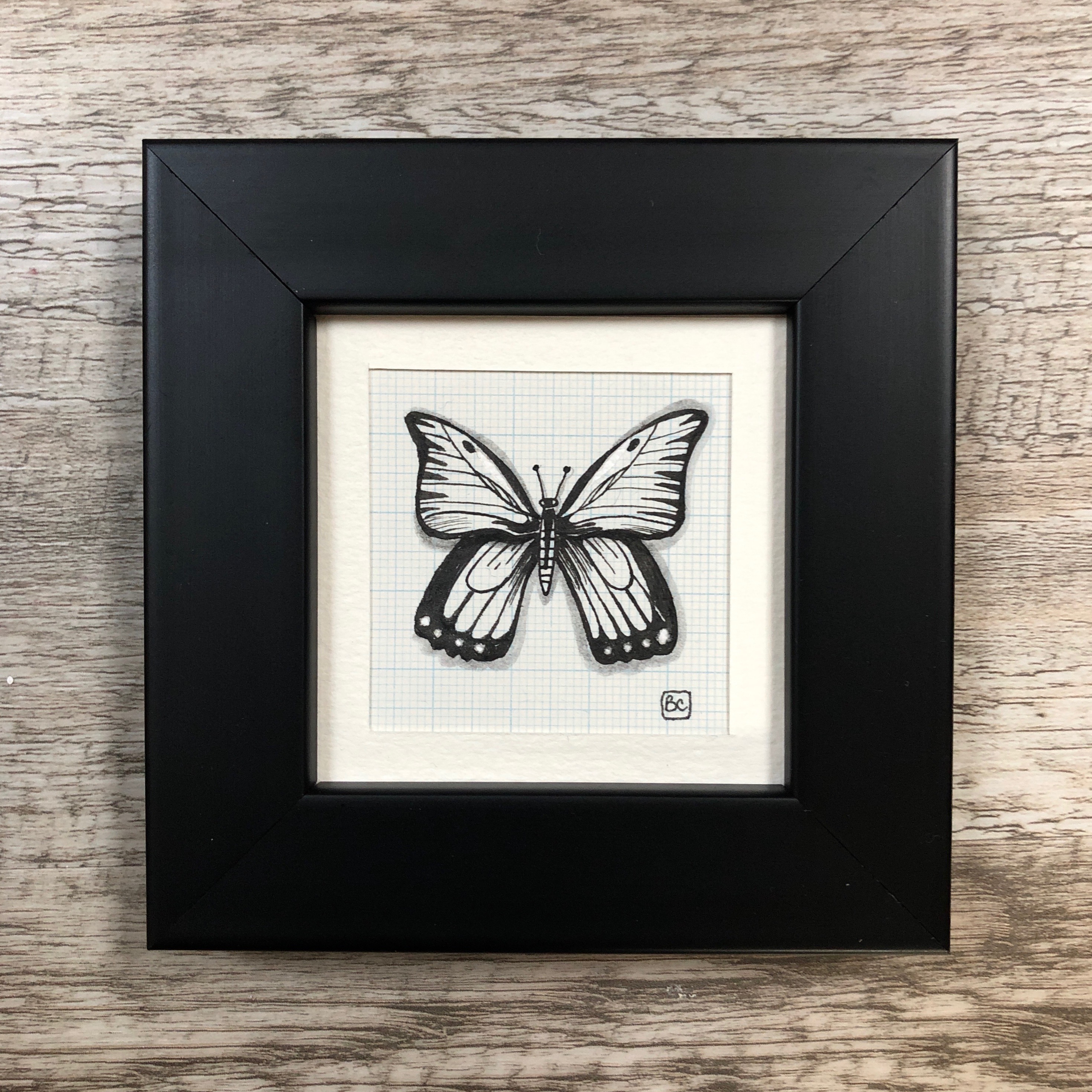Papillon #13