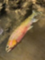 Cutthroat trout