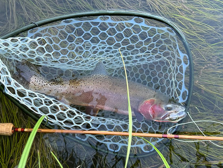 Safe Trout Handling: Keeping Fish Cool in the Summer Heat