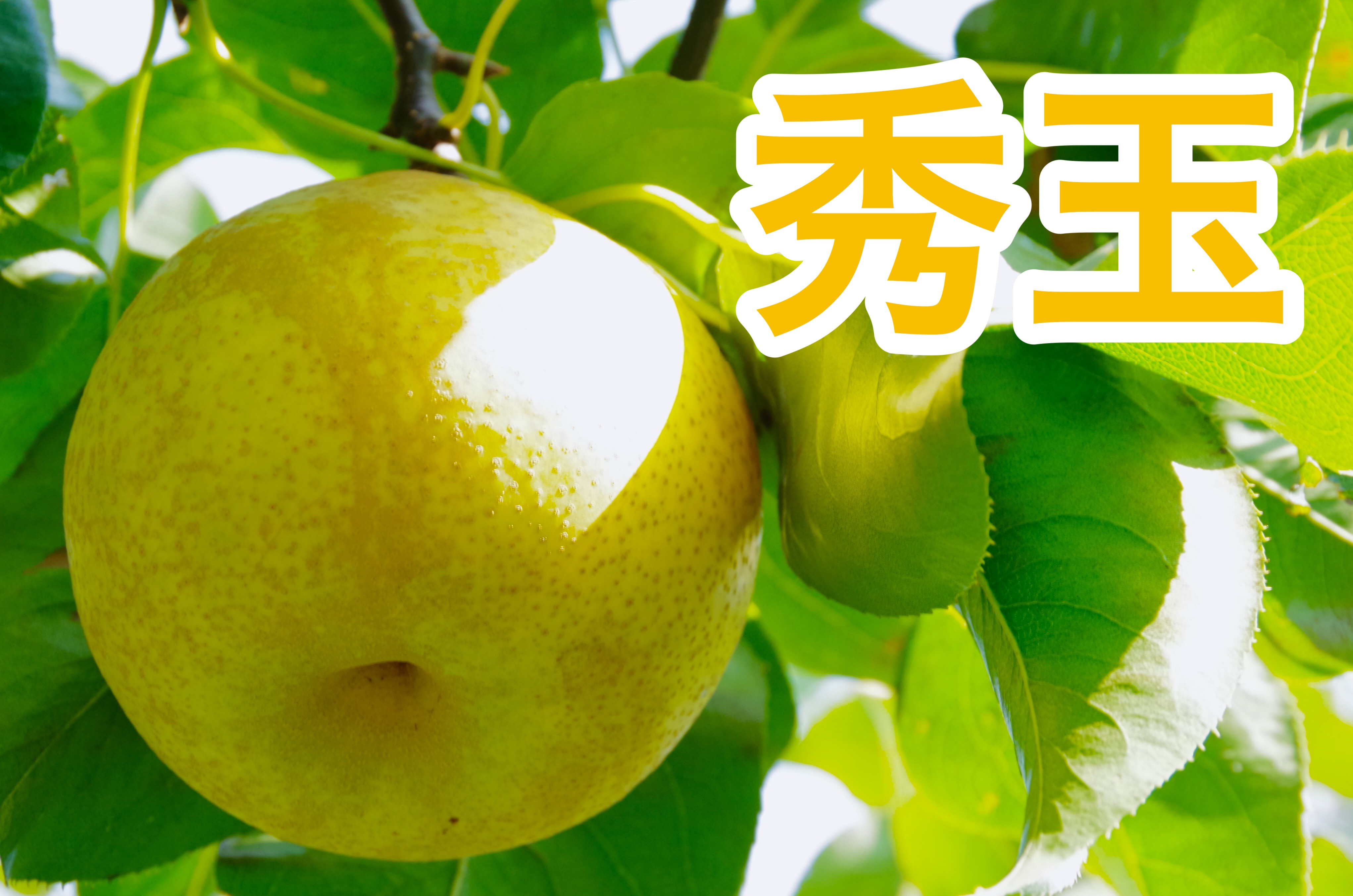 秀玉１０kg