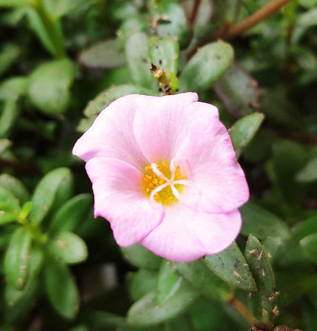 ポーチュラカという花の写真。5枚のピンクの花びらに、中央は黄色。可愛い花を彼が選んだ理由は、くつばこの団体名を決めるとき、惜しくも決選投票で敗れた名前がこの花の名前だから。