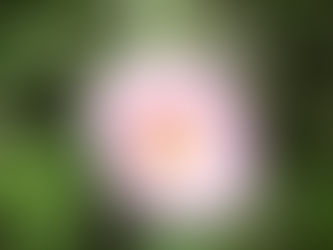 うた(副代表・研究発信リーダー)
