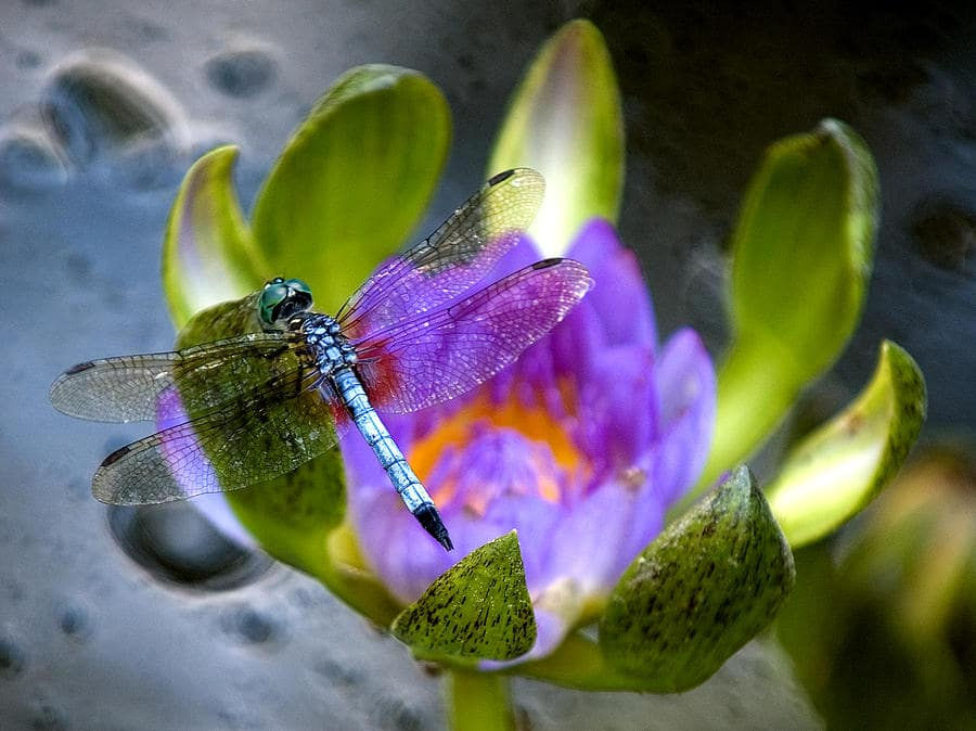 Hình thu nhỏ: Nymphaea