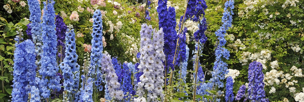 Delphinium (1)-min.jpg
