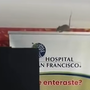 Ratas en el Hospital de San Francisco: Un Llamado de Alerta sobre la Salud Pública en Puerto Rico