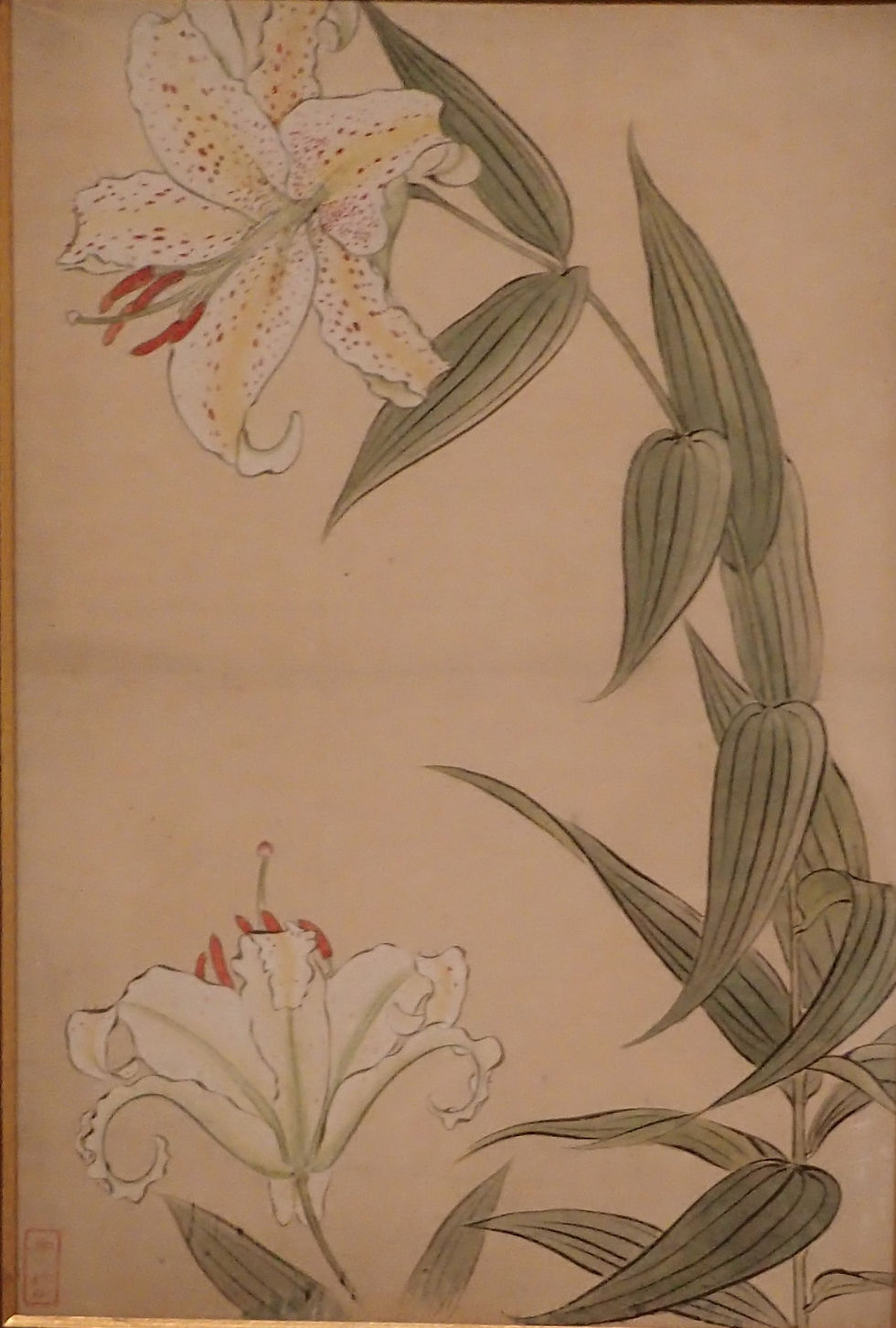Komura Settai, Sketch of Golden-rayed Lily, Kiyomizu Sannenzaka Museum