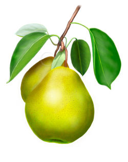 ボタニカルアート(ラフランス)