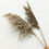 Thumbnail: Wild Natural Pampas Grass - 6 stems | 3 Feet