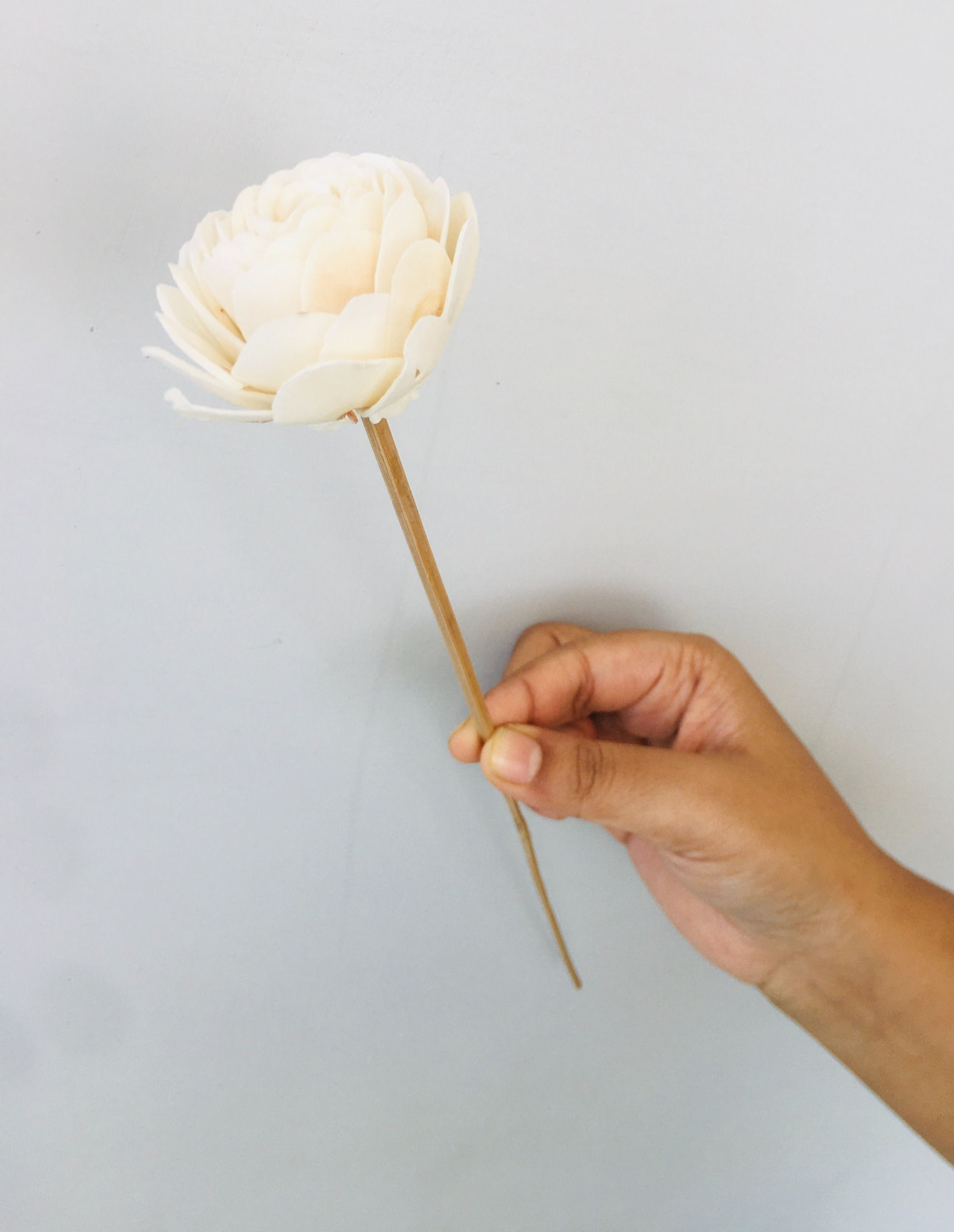 Paeonia Sola Flower (5pcs)