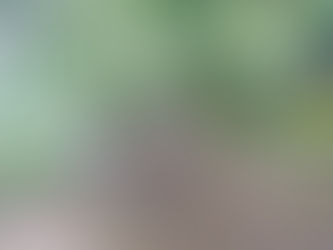 Project Terrestrial - Thoughts on Terrestrial Fly Patterns (Part II)