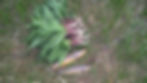 Ramps and Brown Trout