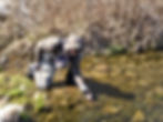 A person in a hood and sunglasses kneels by a clear stream, releasing a Brook Trout into the water. Dry grassy bank in background. Sunny day, calm mood.